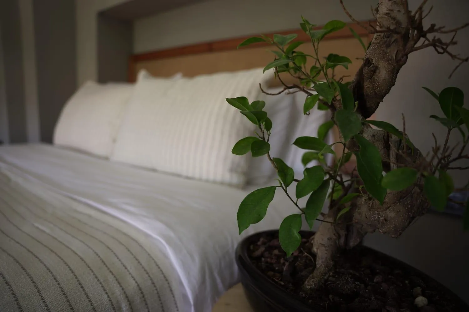 Soas Suites Alaçatı
